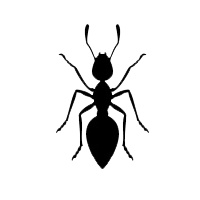 Ant pest control treatment by GAM Exterminating Services