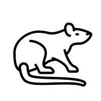 Rodent control and extermination services by GAM Exterminating Services