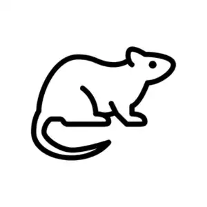 Rodent control and extermination services by GAM Exterminating Services