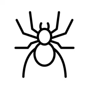 Spider pest control services by GAM Exterminating Services