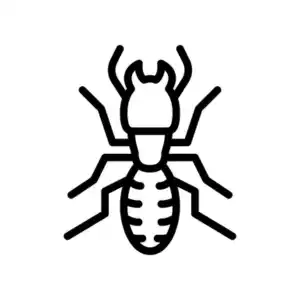 Termite control and treatment by GAM Exterminating Services